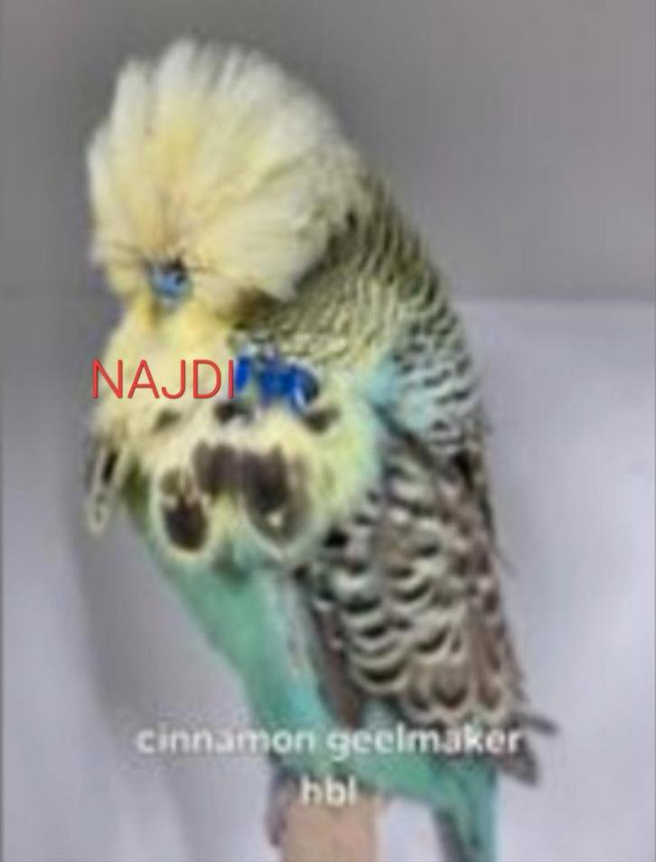 Engelse grasparkieten champion TT Kwaliteit vogels 2025, Dieren en Toebehoren, Vogels | Parkieten en Papegaaien, Parkiet, Meerdere dieren