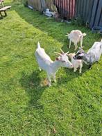 Witte dwerg geit, Dieren en Toebehoren, Schapen, Geiten en Varkens, Vrouwelijk, Geit