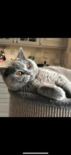 Prachtige, lieve  britse korthaar kater 06-2019, Dieren en Toebehoren, Katten en Kittens | Raskatten | Korthaar