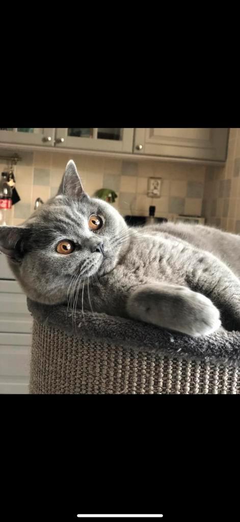Prachtige, lieve  britse korthaar kater 06-2019, Dieren en Toebehoren, Katten en Kittens | Raskatten | Korthaar