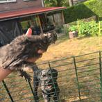 Zeidehoen kuikens, Dieren en Toebehoren, Pluimvee, Geslacht onbekend, Kip