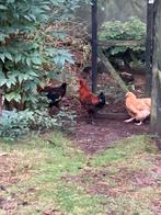 Mooie Marans Hanen en 1 Blue de Landes haan, Dieren en Toebehoren, Pluimvee, Mannelijk, Kip