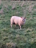 Jonge rouge l'quest ramlam van zomer 2025, Dieren en Toebehoren, Schapen, Geiten en Varkens, Mannelijk, Schaap