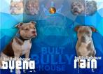 American bully, Dieren en Toebehoren, Honden | Bulldogs, Pinschers en Molossers, Reu, 8 tot 15 weken, Meerdere, Nederland