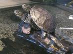 Europese moerasschildpad - Emys orbicularis, Schildpad, Tam, 0 tot 2 jaar