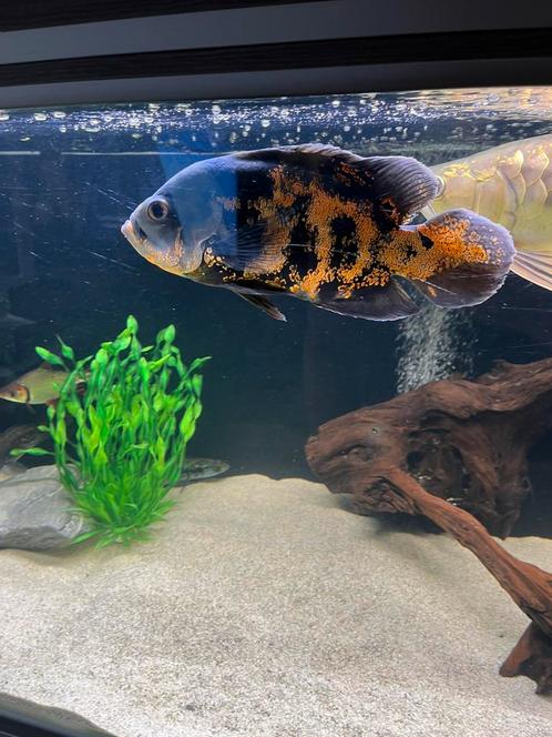 GRATIS Pauwoog cichlide / Oscar, Dieren en Toebehoren, Vissen | Aquariumvissen, Zoetwatervis, Vis, Schoolvis
