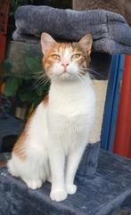 Kiki zoekt nieuw baasje, Poes, Kortharig, 0 tot 2 jaar