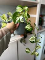 Epipremnum manjula 'Happy Leaf' Pothos, Huis en Inrichting, Kamerplanten, Ophalen, Halfschaduw, Minder dan 100 cm