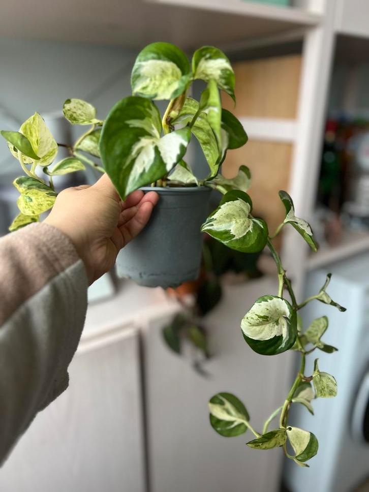 Epipremnum manjula 'Happy Leaf' Pothos, Huis en Inrichting, Kamerplanten, Minder dan 100 cm, Halfschaduw, Ophalen