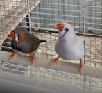 Te koop 3 jonge gezellige  zebravinken .1 pop 2x man., Dieren en Toebehoren, Meerdere dieren