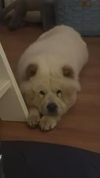 Chow chow, Dieren en Toebehoren, België, Particulier, CDV (hondenziekte), 1 tot 2 jaar