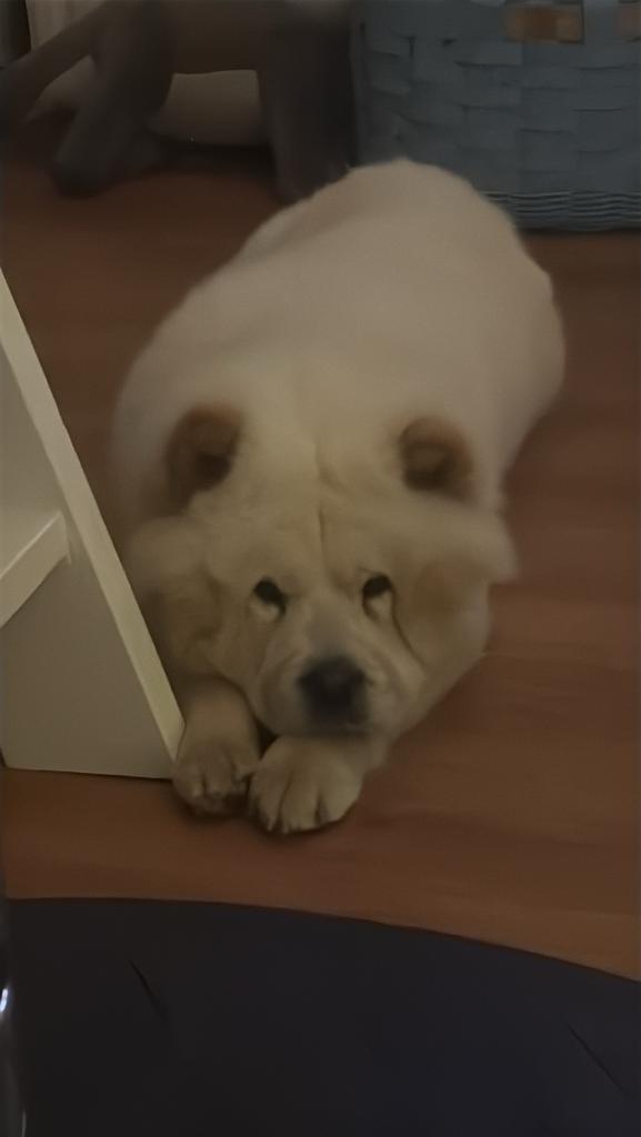 Chow chow, Dieren en Toebehoren, Honden | Chihuahua's en Gezelschapshonden, Reu, Overige rassen, Particulier, Eén hond, België