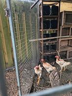 Shamo kippen & haan, Meerdere dieren