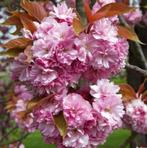 Japanse sierkers Kanzan - hoogstam, Tuin en Terras, Lente, 100 tot 250 cm, Volle zon, In pot