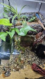 Paludarium met baby vampierkrabben, Dieren en Toebehoren, Ophalen, Zo goed als nieuw, Terrarium of Paludarium
