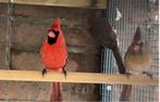 Rode kardinaal ruilen, Dieren en Toebehoren, Vogels | Overige Vogels, Mannelijk, Tropenvogel, Geringd