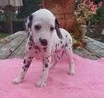 Prachtige dalmatier pups, Dieren en Toebehoren, Rabiës (hondsdolheid), Overige rassen, 8 tot 15 weken, Meerdere