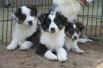 Raszuivere Australian Shepherd pups, CDV (hondenziekte), Meerdere, 8 tot 15 weken, Meerdere dieren