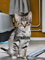 MOETEN WEG!!!! Lieve, Speelse Kittens ️, Dieren en Toebehoren, Katten en Kittens | Raskatten | Korthaar