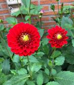 Dahlia knollen - pompon/bal rood  - 2 stuks, Tuin en Terras, Bloembollen en Zaden, Ophalen of Verzenden, Volle zon, Knol