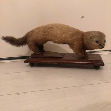 Opgezette marter op houten schild beschikbaar voor biedingen