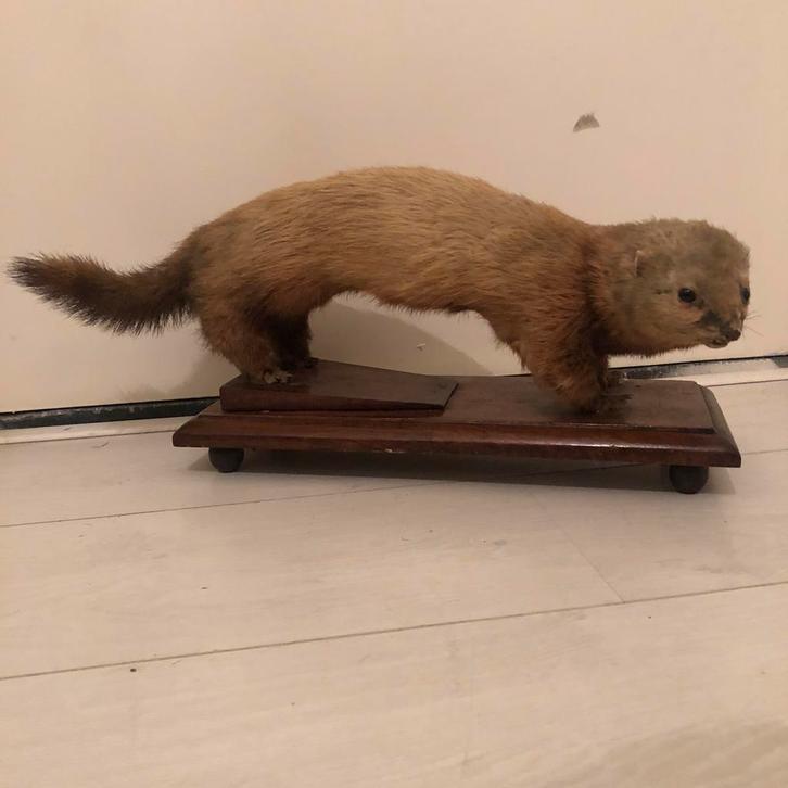 Opgezette marter op houten schild, Verzamelen, Dierenverzamelingen, Zo goed als nieuw, Opgezet dier, Wild dier, Ophalen of Verzenden