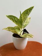 Aglaonema Polar Springtime, Overige soorten, Minder dan 100 cm, Ophalen of Verzenden, Halfschaduw