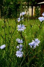 Cichorium intybus – wilde cichorei, Bio, Volle zon, Ophalen of Verzenden, Zomer, Groenteplanten