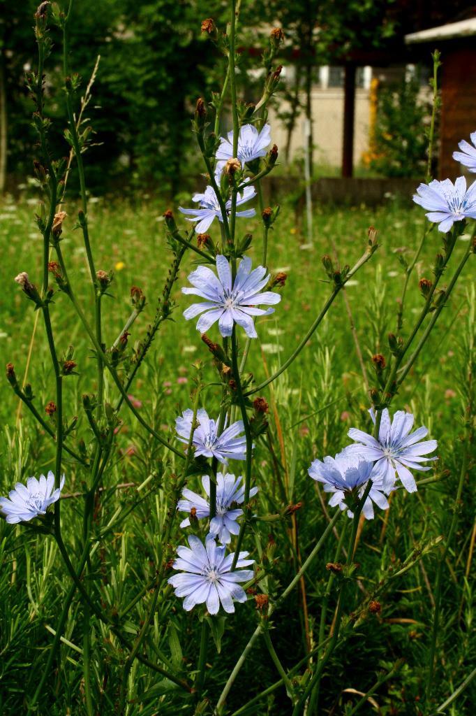 Cichorium intybus – wilde cichorei, Bio, Tuin en Terras, Planten | Tuinplanten, Vaste plant, Groenteplanten, Volle zon, Zomer