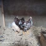 Wyandotte hennen, Dieren en Toebehoren, Pluimvee, Vrouwelijk, Kip