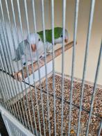 Koppel muisparkieten, Dieren en Toebehoren, Meerdere dieren, Parkiet, Geringd
