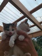 Kittens, Dieren en Toebehoren, Katten en Kittens | Overige Katten, Meerdere dieren