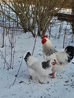 Sussex Columbia broedeieren, Geslacht onbekend, Kip