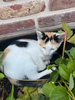 Leuke speelse kittens