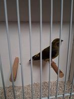 Himelaya kruisbek man, Dieren en Toebehoren, Vogels | Overige Vogels, Mannelijk, Wildzangvogel, Geringd