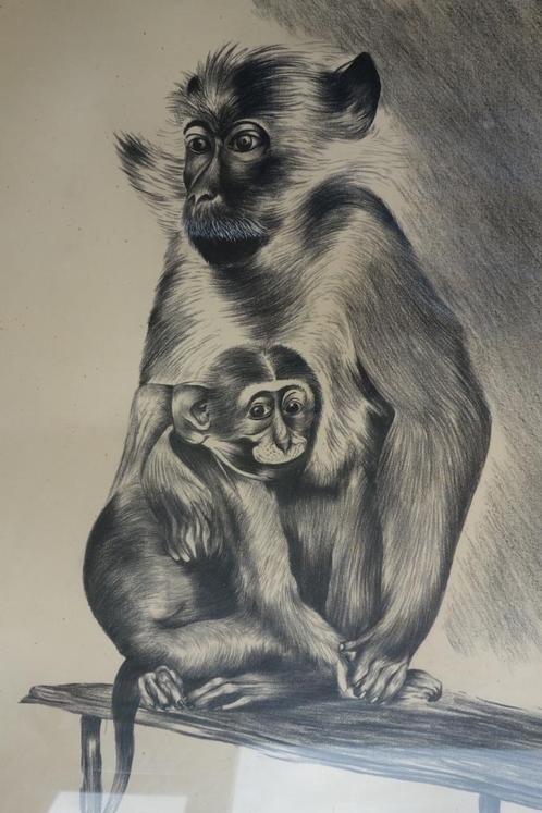 Jan Mensink Japanse Makaak apen ingelijst tekening, Antiek en Kunst, Kunst | Tekeningen en Foto's, Ophalen of Verzenden
