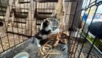 Te koop tamme boerderij kittens., Poes, Langharig