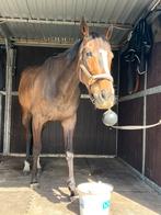 Leuke E pony te koop!, Dieren en Toebehoren, Pony's, 7 tot 10 jaar, Recreatiepony, Ontwormd, Merrie