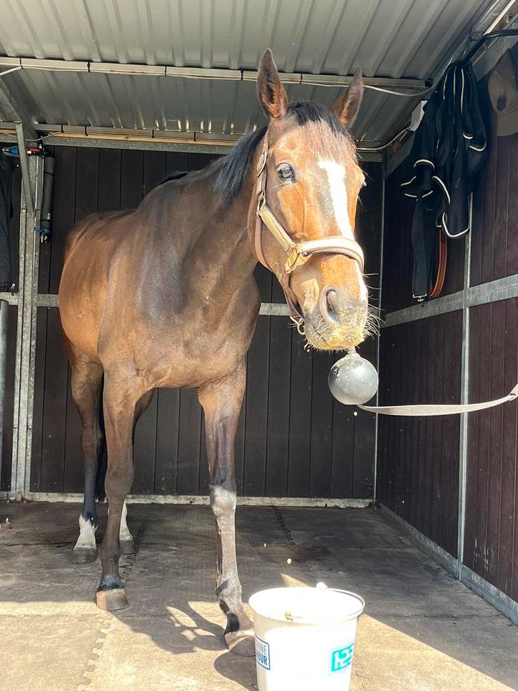 Leuke E pony te koop!, Dieren en Toebehoren, Pony's, Merrie, E pony (1.48m - 1.57m), Recreatiepony, 7 tot 10 jaar, Ontwormd