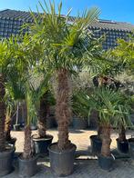 Trachycarpus Fortunei Stamhoogte 170 cm palmboom, Zomer, Volle zon, Ophalen of Verzenden, Palmboom