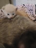 2 Britse korthaar kittens, grijs en beige, Meerdere dieren, Ontwormd, 0 tot 2 jaar
