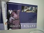 Handleiding voor de verzorging van katten & kittens, Ophalen of Verzenden, Zo goed als nieuw, Jane Moore, Katten