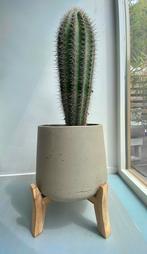 Cactus Pachycereus pringlei, Ophalen, Cactus, Minder dan 100 cm