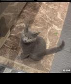 britsh short hear, Dieren en Toebehoren, Katten en Kittens | Overige Katten, Poes