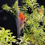 Pterophyllum scalare, Dieren en Toebehoren, Vissen | Aquariumvissen, Vis