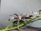 Wandelende takken (Sungaya Inexpectata), Dieren en Toebehoren, Insecten en Spinnen, Wandelende tak