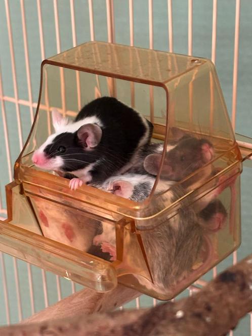 Gratis muizen te koop!, Dieren en Toebehoren, Knaagdieren en Konijnen | Hokken en Kooien, Zo goed als nieuw, Kooi, Minder dan 60 cm