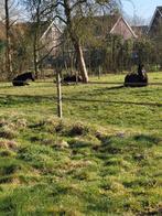 GEZOCHT betrouwbaar goed bewegend dressuurpaard, Dieren en Toebehoren, Paarden