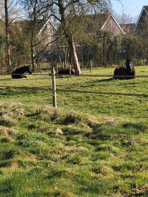 GEZOCHT betrouwbaar goed bewegend dressuurpaard, Dieren en Toebehoren, Paarden