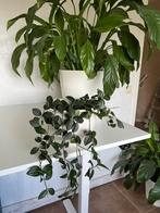 Hangplant (peperomia) met crème pot, Huis en Inrichting, Overige soorten, Minder dan 100 cm, Ophalen of Verzenden, Halfschaduw
